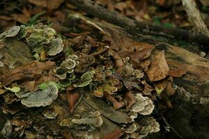 Pilz wachsend im ein Wald foto