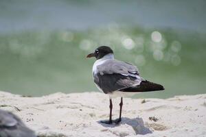 Möwen am Strand foto