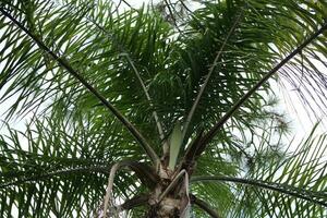 Palme Baum wachsend im das tropisch Sonne foto