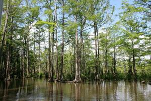 Landschaft entlang das Perle Fluss von ein Boot auf das Honig Insel Sumpf Tour im slidell Louisiana foto