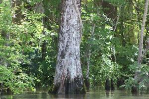 Landschaft entlang das Perle Fluss von ein Boot auf das Honig Insel Sumpf Tour im slidell Louisiana foto