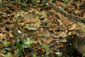 Pilz wachsend im ein Wald foto