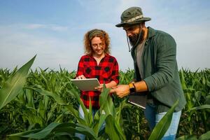 Porträt von Bauern Wer sind kultivieren Mais. Sie sind Prüfung Fortschritt von das Pflanzen. landwirtschaftlich Beruf. foto