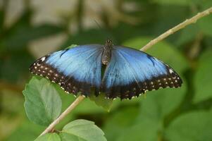 Fantastisch Blau Morpho Schmetterling mit Flügel öffnen foto