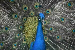 atemberaubend Erfassung von ein beschwingt Blau Pfau foto