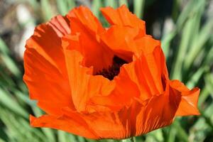 hell Orange orientalisch Mohn oben schließen und persönlich foto