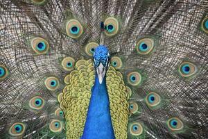 atemberaubend Blau Pfau oben schließen und persönlich foto