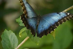 atemberaubend Blau Morpho Schmetterling mit Flügel Verbreitung foto