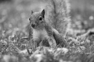 süß Eichhörnchen im Gras suchen Essen beim Krieg Öffentlichkeit Park von Luton foto