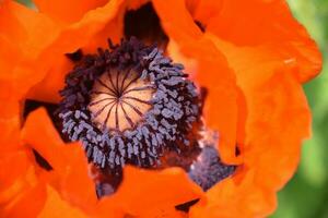 groß blühen orientalisch Mohn Blume oben schließen foto