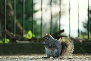 süß Eichhörnchen im Gras suchen Essen beim Krieg Öffentlichkeit Park von Luton, England Vereinigtes Königreich foto