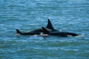 Orcas Schwimmen auf das Oberfläche, Halbinsel Valdes, Patagonien Argentinien foto