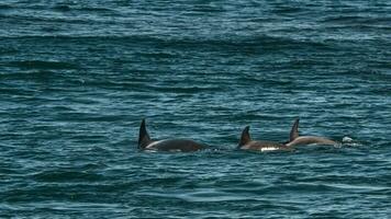 Orca Jagd Meer Löwen, punta norte Natur Reservieren, Halbinsel Valdes, Patagonien Argentinien foto