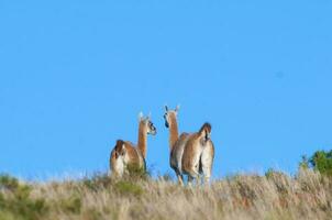 Guanakos im lihue Calel National Park, la Pampa, Patagonien, Argentinien. foto