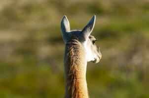 Guanakos im lihue Calel National Park, la Pampa, Patagonien, Argentinien. foto