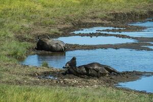 Wasser Büffel, Bubalus Bubalis, Spezies eingeführt im Argentinien, la Pampa Provinz, Patagonien. foto