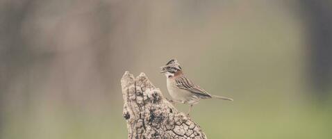 rufous Halsband Spatz, Pampas, Patagonien, Argentinien foto