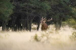 rot Hirsch brüllend im Parque luro Natur Reservieren, la Pampa, Argentinien foto