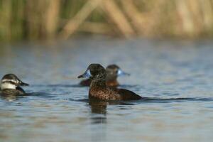 See Ente im Pampas Lagune Umfeld, la Pampa Provinz, Patagonien , Argentinien. foto