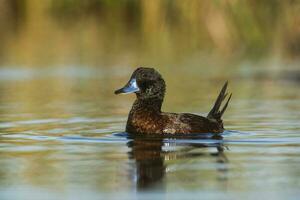 See Ente im Pampas Lagune Umfeld, la Pampa Provinz, Patagonien , Argentinien. foto