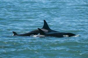 Orcas Schwimmen auf das Oberfläche, Halbinsel Valdes, Patagonien Argentinien foto