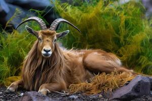 Berg Ziege auf ein Felsen im das Berge Steinbock Ziege entspannend ai generativ foto