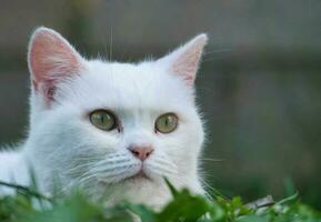 schön persisch Rasse Kätzchen posiert beim Zuhause Garten foto