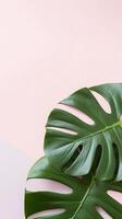 Hintergrund mit Blätter. tropisch Blätter Monstera auf Weiß und Rosa Pastell- Hintergrund. ai generiert foto