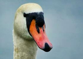 süß und einzigartig Wasser Vögel und Schwan beim Willen See von Milton Keynes, England Vereinigtes Königreich. foto