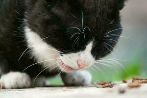 schön persisch Rasse Kätzchen posiert beim Zuhause Garten foto