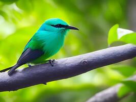 selektiv Fokus Schuss von ein schön Grün Honigkriecher Vogel thront auf ein Ast ai generiert foto