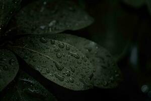 eben legen, dunkel Natur Konzept, mit Regen Tröpfchen, dunkel Grün Laub Textur Hintergründe foto