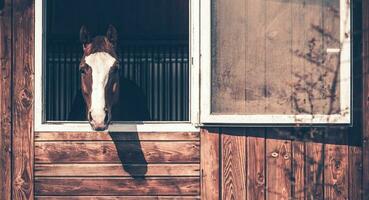 Pferd suchen aus von das Stall Fenster foto