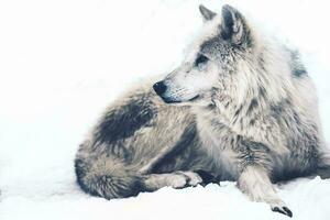 Arktis Wolf im Schnee. foto