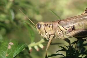 Kricket oben schließen foto