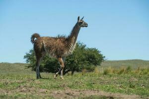 Guanakos im Pampas Gras Umfeld, la Pampa, Patagonien, Argentinien. foto