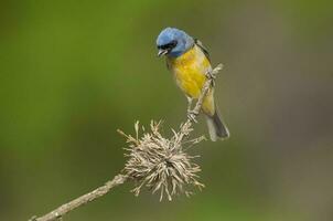 Blau und Gelb Tanager, weiblich, la Pampa Provinz, Patagonien, Argentinien. foto