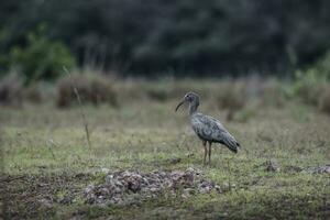 plump ibis,theristicus caerulescens, Pantanal, mato Grosso, Brasilien. foto