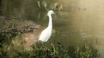 schneebedeckt Reiher im Feuchtgebiet Umfeld, Pantanal, Brasilien foto