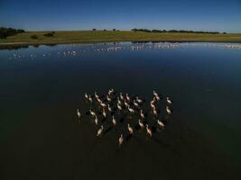 Flamingos im Patagonien , Antenne Aussicht foto