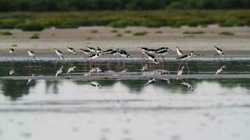 Süd- Stelze, Himantopus melanurus im Flug, ansenuza National Park, Cordoba Provinz, Argentinien foto