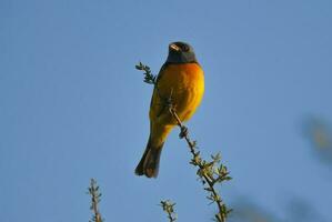 Blau und Gelb Tanager, weiblich, la Pampa Provinz, Patagonien, Argentinien. foto