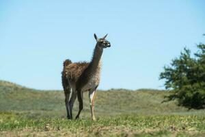 Guanakos im Pampas Gras Umfeld, la Pampa, Patagonien, Argentinien. foto