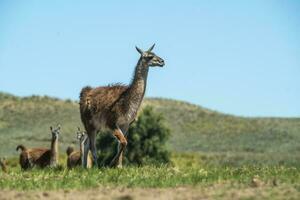 Guanakos im Pampas Gras Umfeld, la Pampa, Patagonien, Argentinien. foto