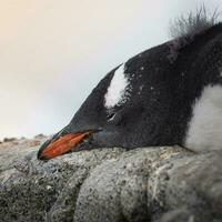 Gentoo Pinguin, Pygoscelis Papua, Antarktis. foto