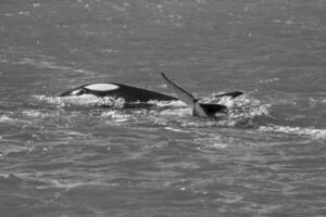 Orca Familie, Patagonien Argentinien foto