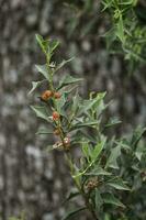 jodina Rhombifolia , Blätter und Früchte, calden Wald, la Pampa Argentinien foto