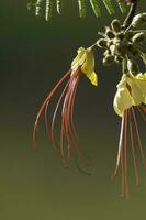 wild Blume im Patagonien, Caesalpinia Gilliesii, la Pampa, Argentinien. foto