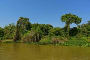 Fluss Landschaft und Dschungel, Pantanal, Brasilien foto