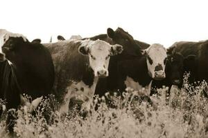 Argentinien Fleisch Produktion, Kühe gefüttert auf natürlich Gras. foto